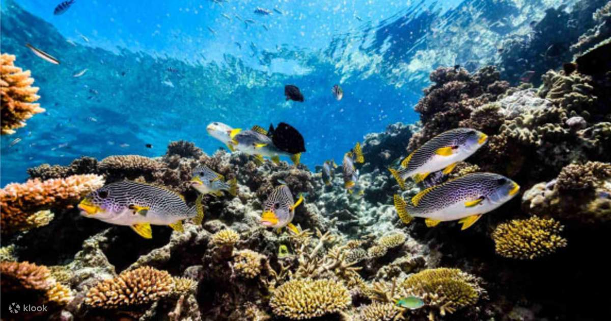 Cairns Dreamtime Dive & Snorkel Experience Snorkeling in Cairns Klook Canada